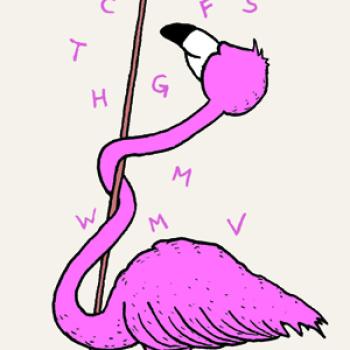 Flamingo